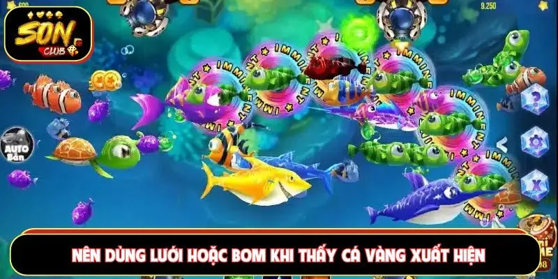 Nên dùng lưới hoặc bom khi thấy cá vàng xuất hiện